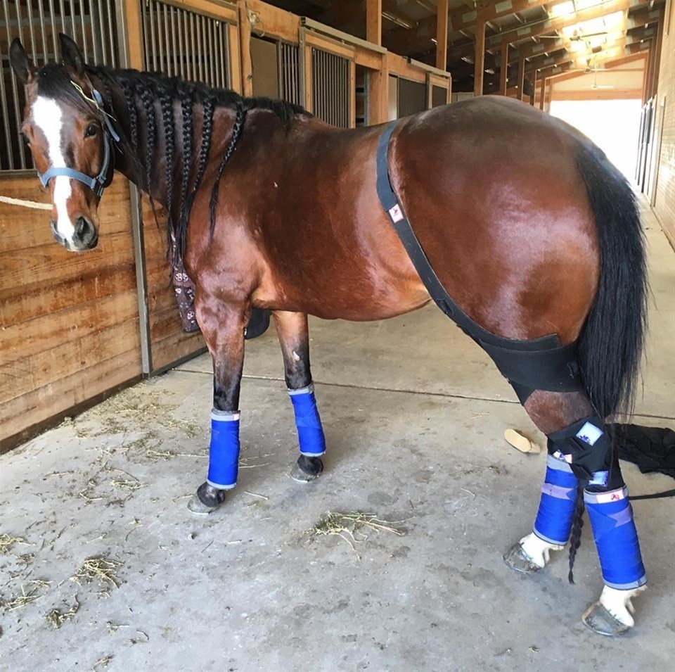 Stifle Wrap Compass Performance Horses